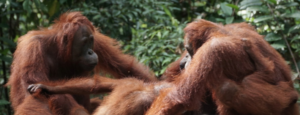 Orangutanes en Borneo
