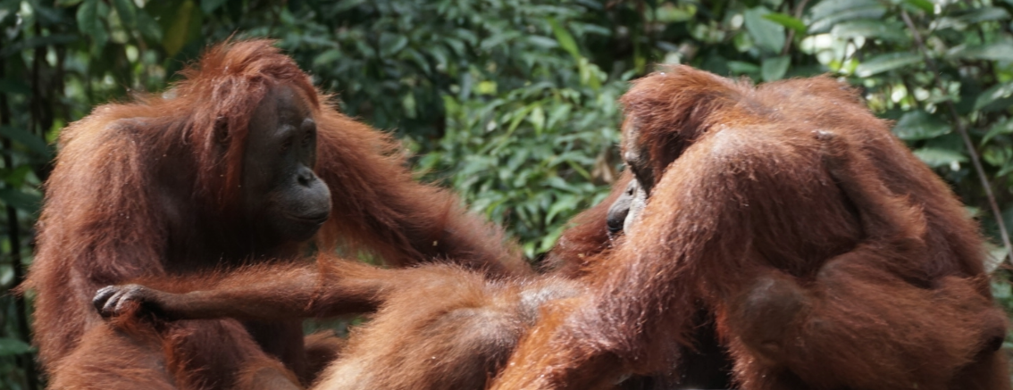 Orangutanes en Borneo