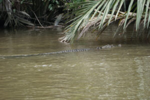 Cocodrilo en Tanjung Puting (Borneo)