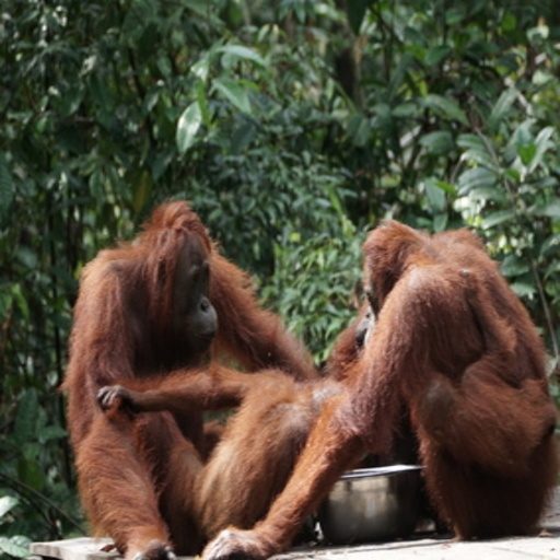 BORNEOAventura en la selva