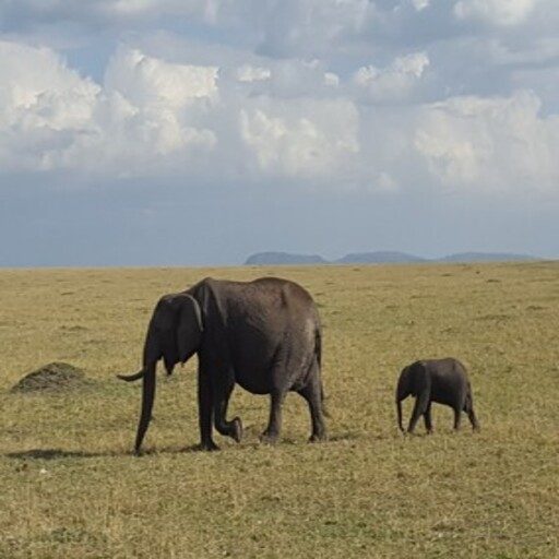 KENIAAmaneceres en la sabana africana