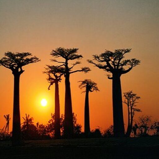 MADAGASCARTierra de lémures y baobabs