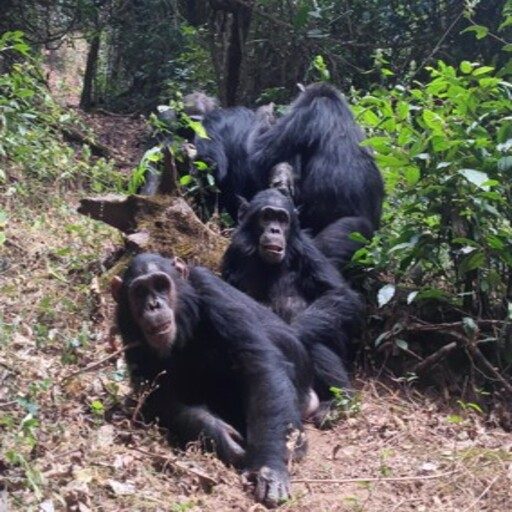 TANZANIANaturaleza en estado puro